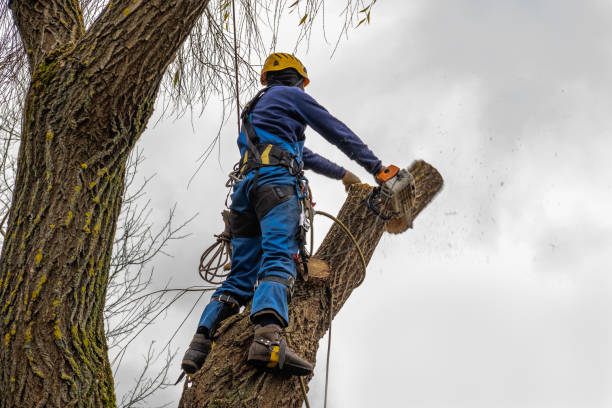 Best Utility Line Clearance  in Valley Green, PA